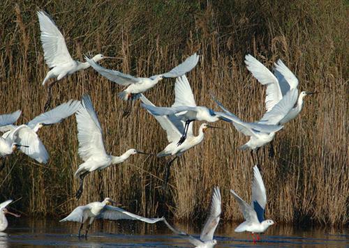 Parc Ornithologique